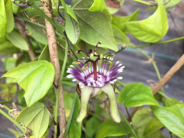 Passiflora organensis Cunha