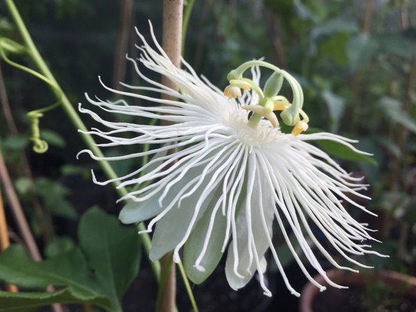 Passiflora incarnata alba
